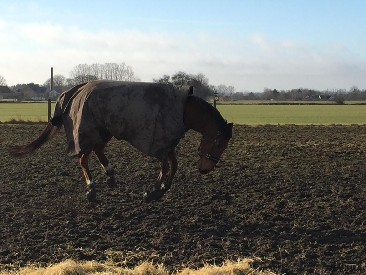 Dansk Varmblod Pemill's Ballantines billede 5