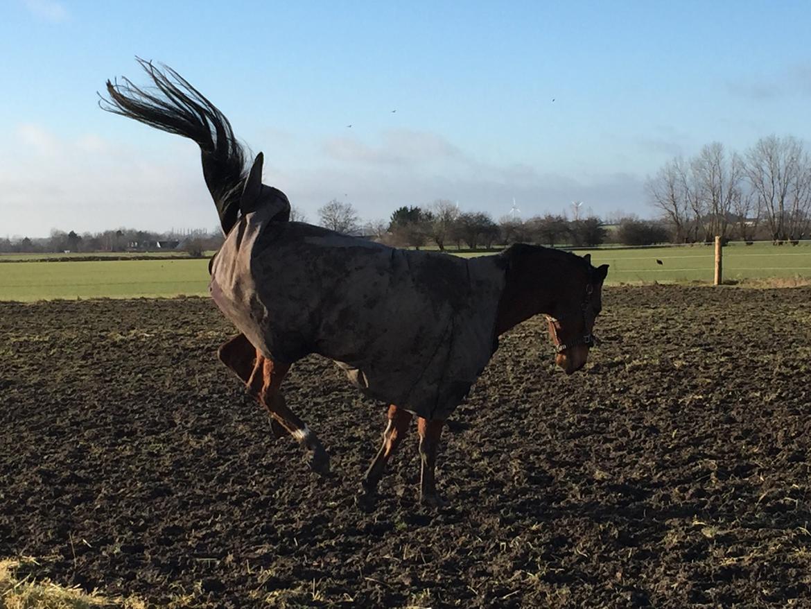 Dansk Varmblod Pemill's Ballantines billede 7