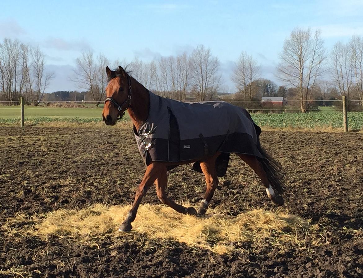 Dansk Varmblod Pemill's Ballantines billede 9