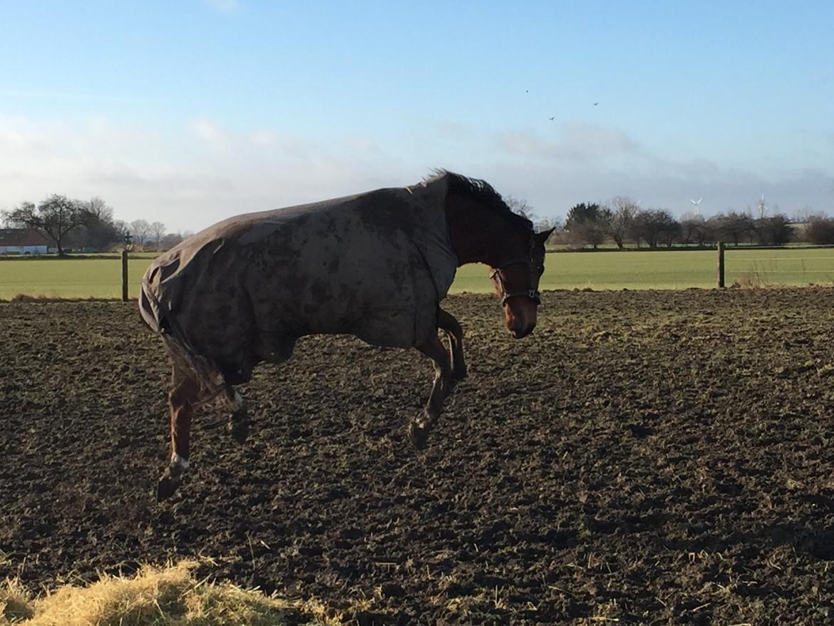 Dansk Varmblod Pemill's Ballantines billede 8