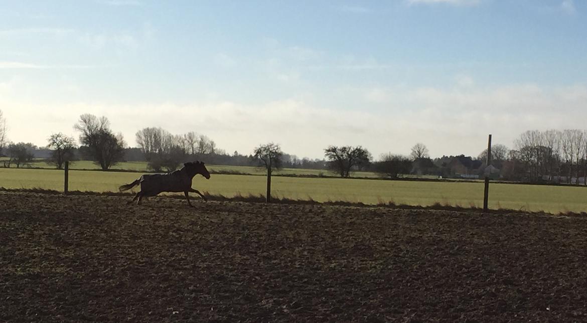 Dansk Varmblod Pemill's Ballantines billede 10