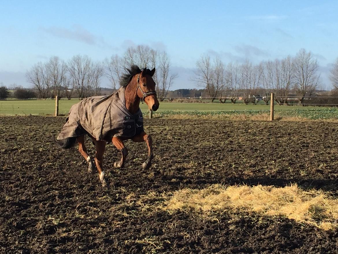 Dansk Varmblod Pemill's Ballantines billede 2