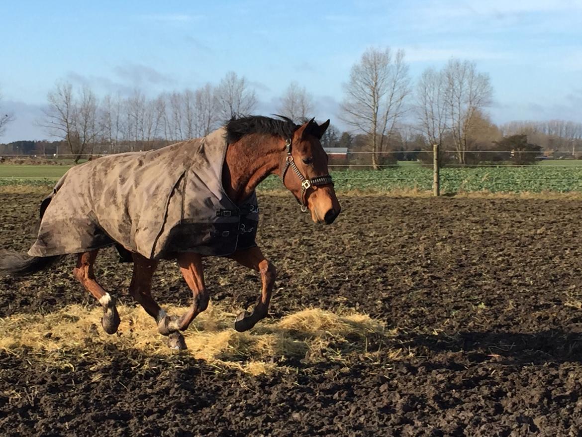 Dansk Varmblod Pemill's Ballantines billede 11