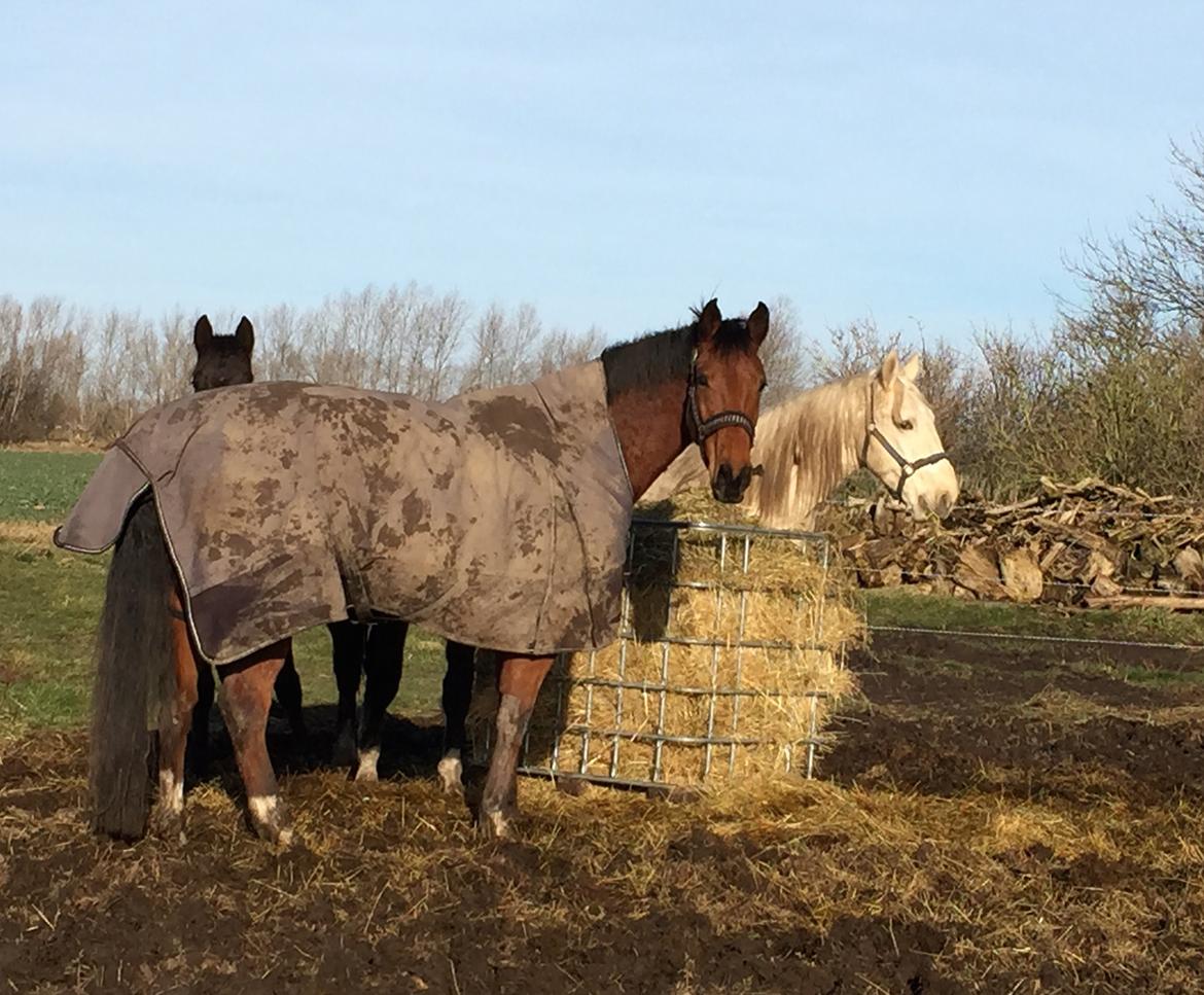 Dansk Varmblod Pemill's Ballantines billede 12