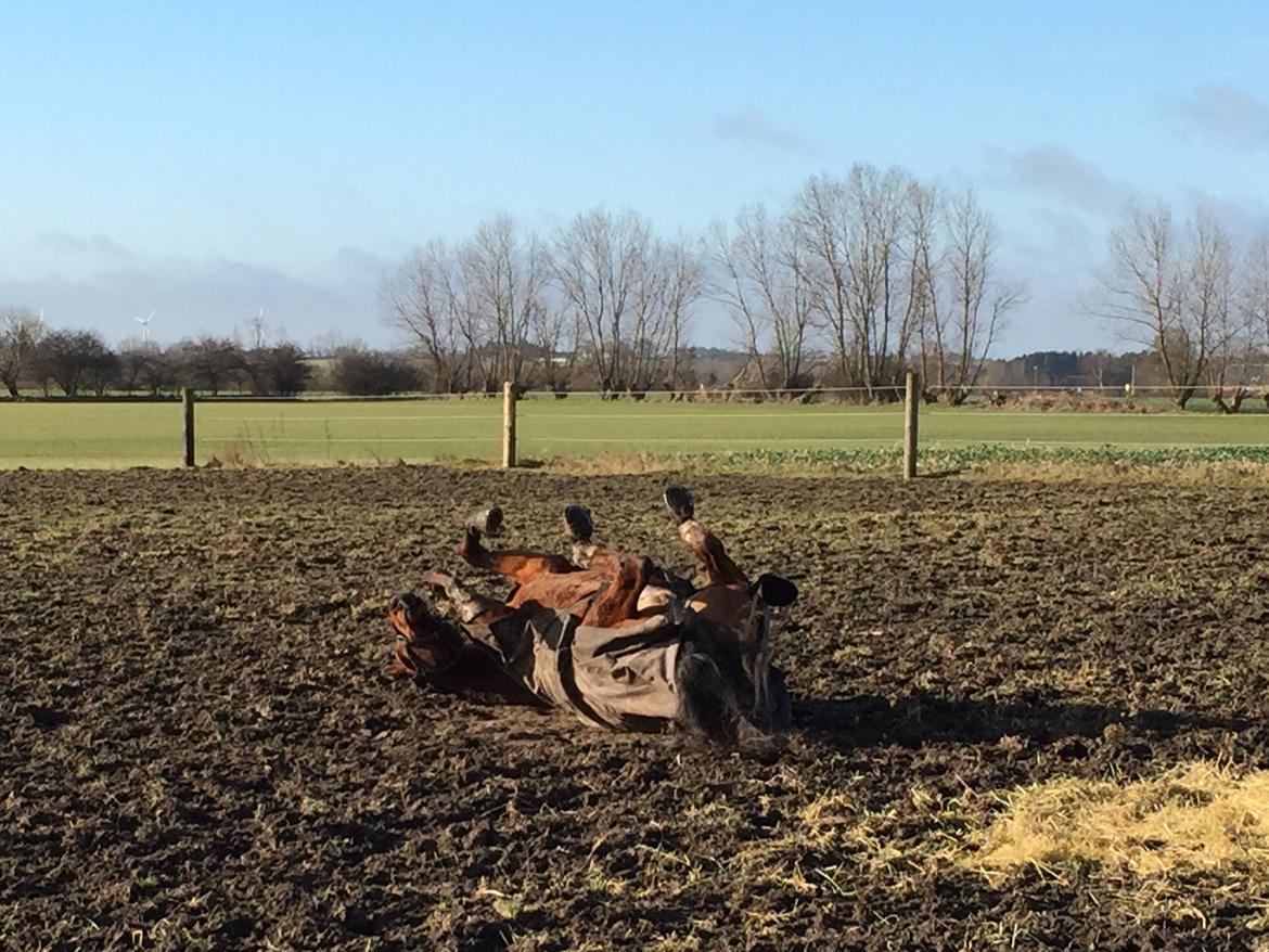 Dansk Varmblod Pemill's Ballantines billede 13