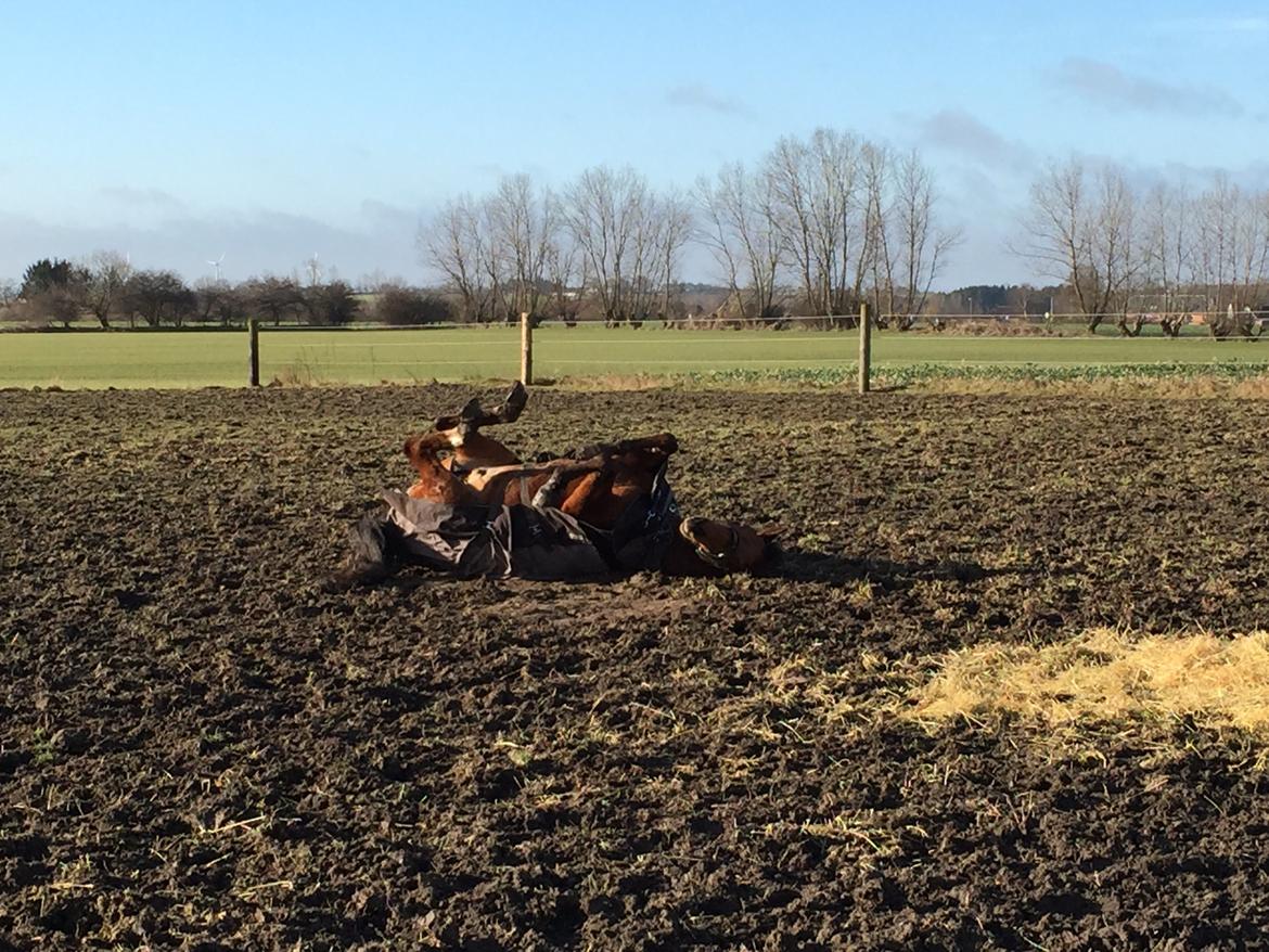 Dansk Varmblod Pemill's Ballantines billede 14