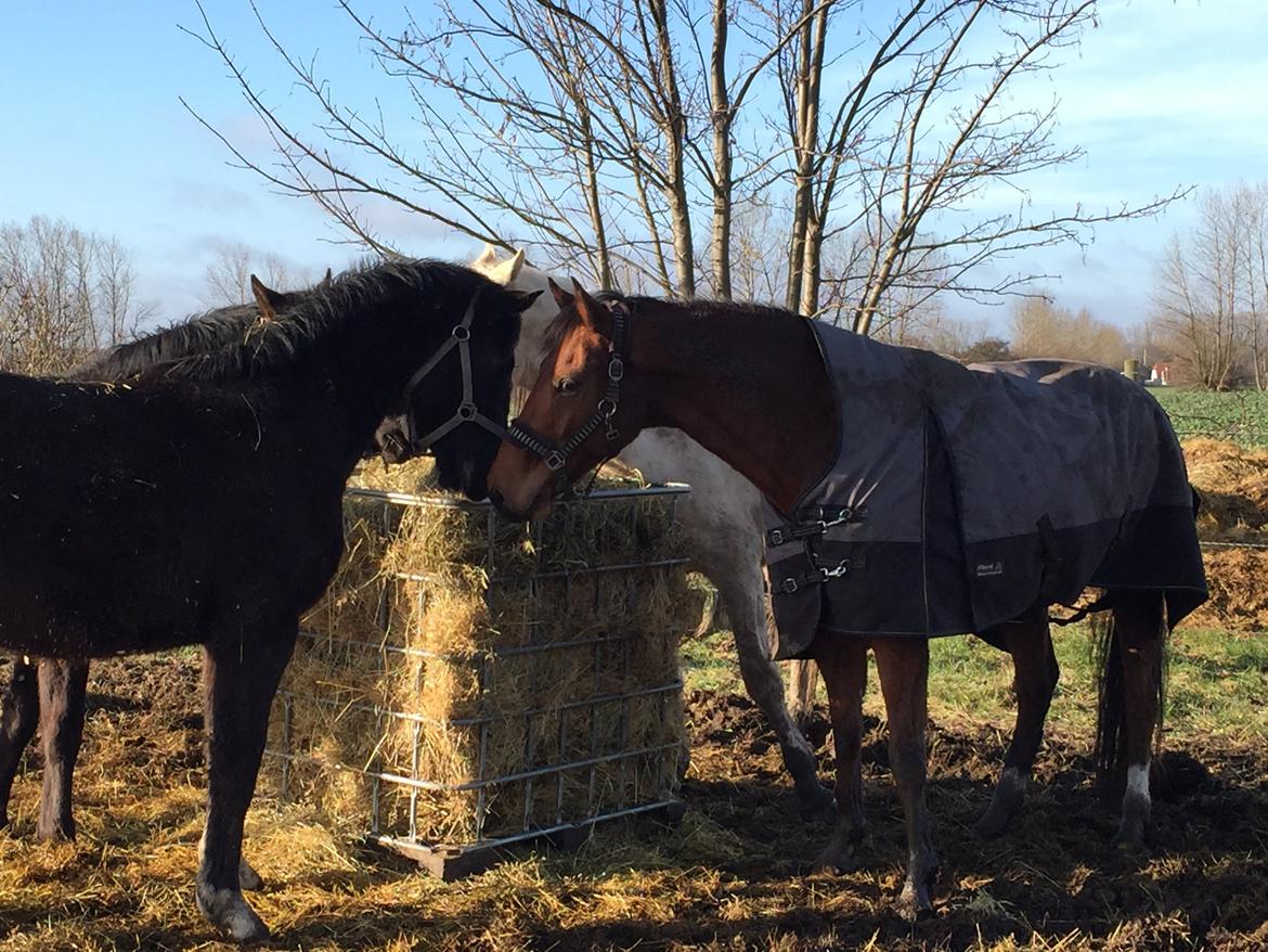 Dansk Varmblod Pemill's Ballantines billede 15