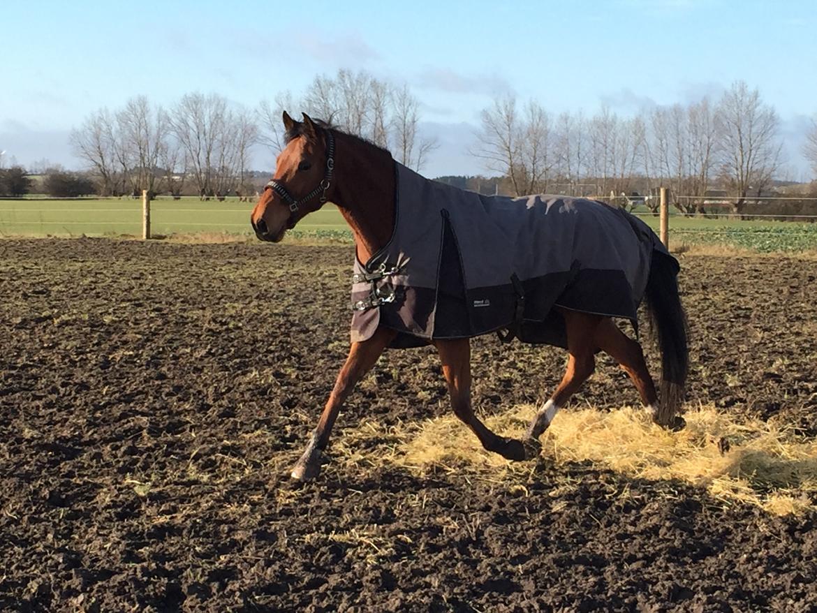 Dansk Varmblod Pemill's Ballantines billede 1