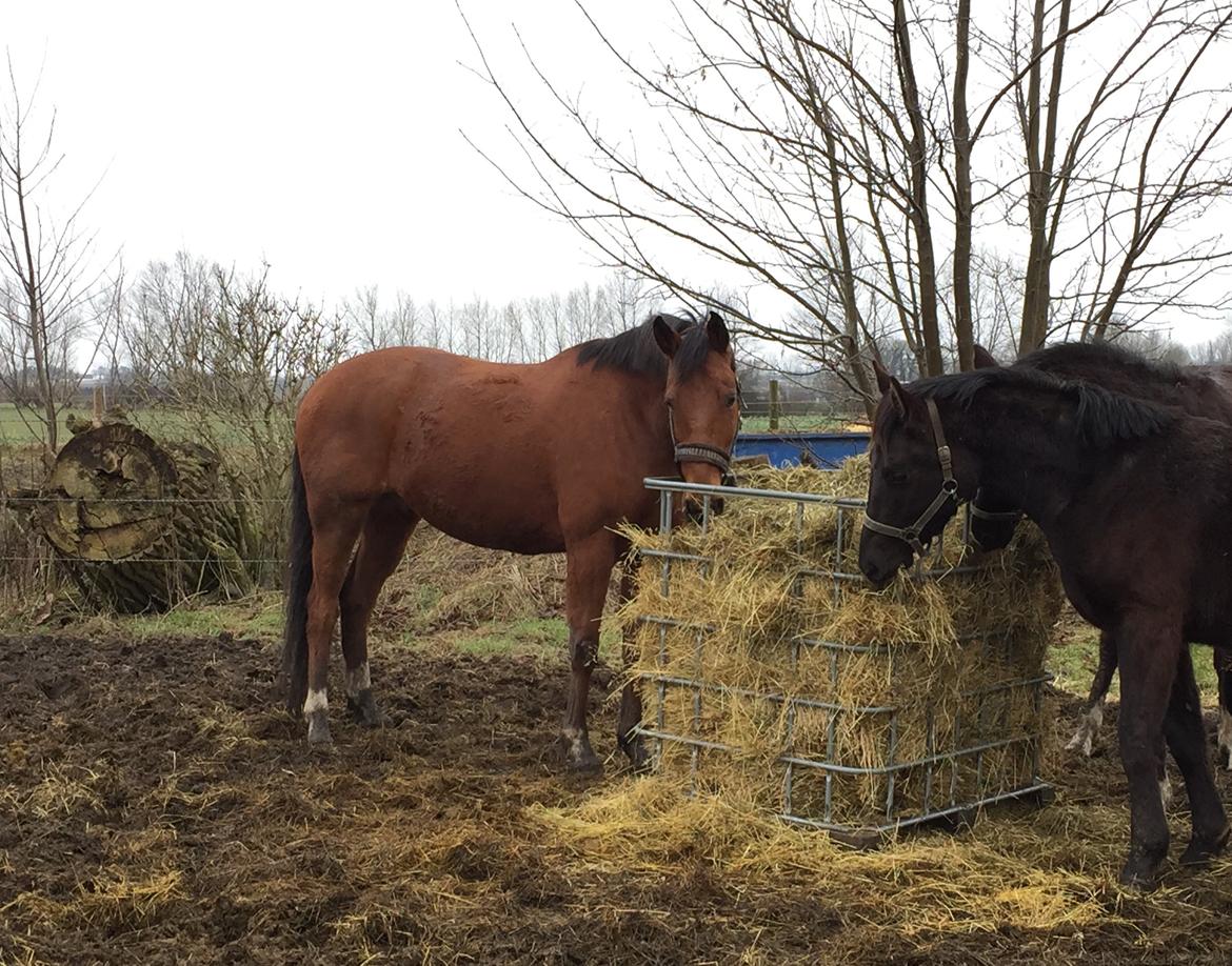 Dansk Varmblod Pemill's Ballantines billede 17