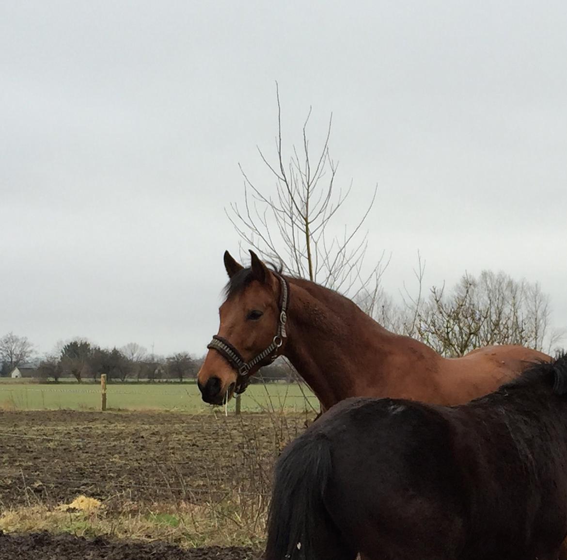 Dansk Varmblod Pemill's Ballantines billede 16