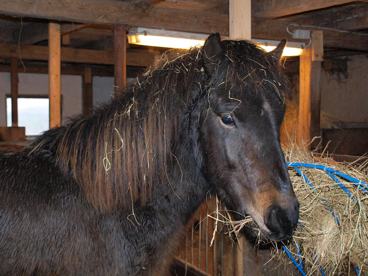 Islænder Møndull fra V Mejlsted/aflivet 2016 - En meget ung Møndull. billede 1