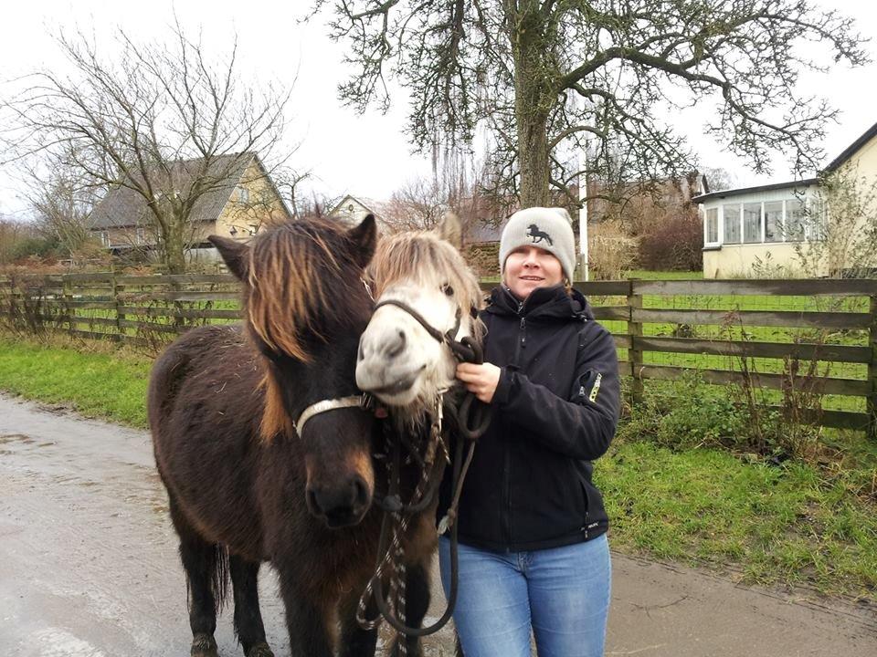 Islænder Møndull fra V Mejlsted/aflivet 2016 - Fritter og Møndull. billede 2