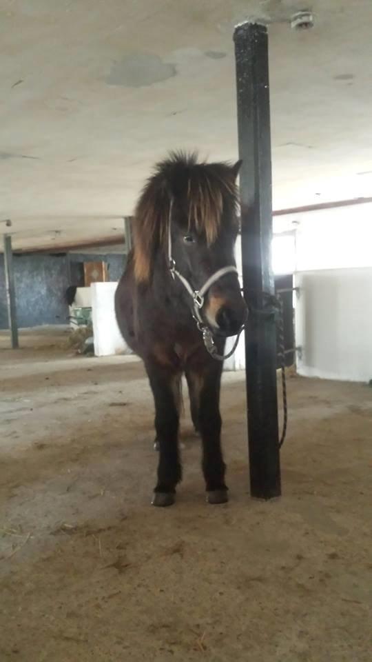 Islænder Møndull fra V Mejlsted/aflivet 2016 - Hallo har du mad? billede 3