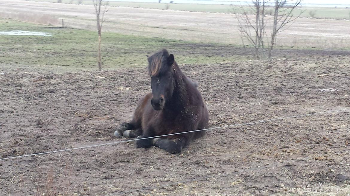Islænder Møndull fra V Mejlsted/aflivet 2016 - Meget trææææææt... billede 4