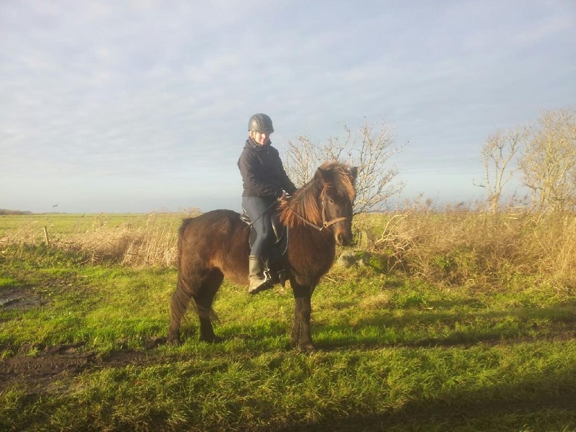 Islænder Møndull fra V Mejlsted/aflivet 2016 - Fra et lille træningspas. billede 5