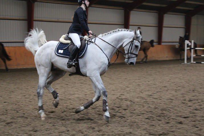 Dansk Varmblod Camari - Opvarmning i hillerød billede 14