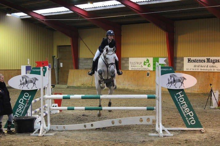 Dansk Varmblod Camari - LB* Hillerød billede 16