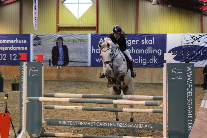 Dansk Varmblod Camari - Lb Hillerød billede 4