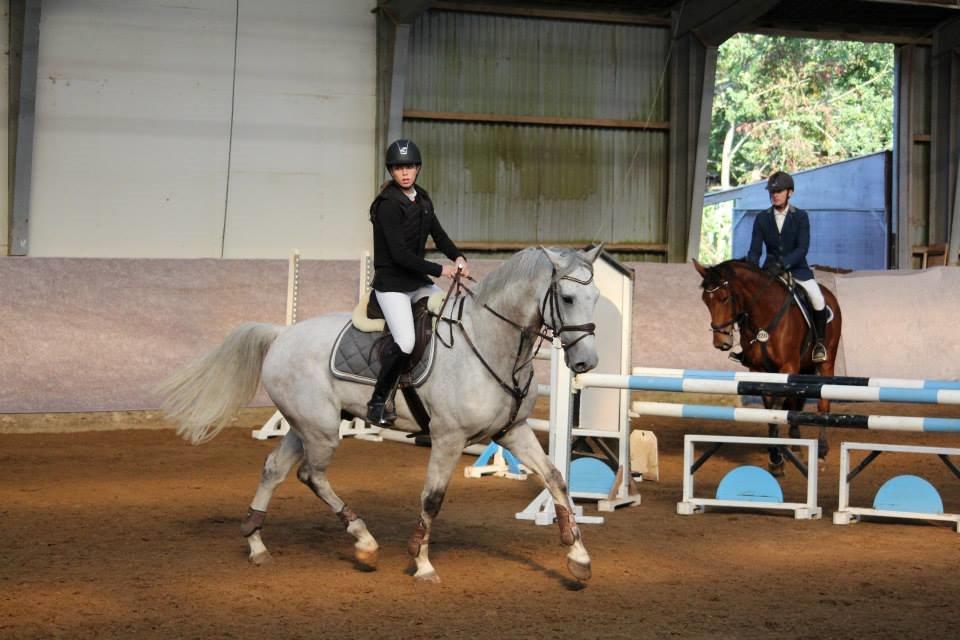 Dansk Varmblod Camari - ved ikke lige hvor det er :D  billede 18