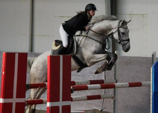 Dansk Varmblod Camari - La i Ballerup tror jeg :D billede 10