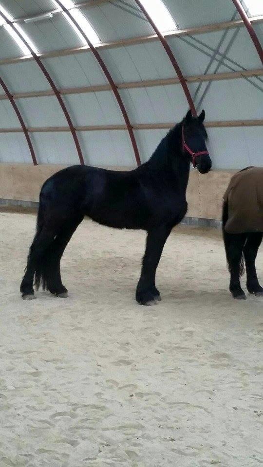 Frieser Miscja billede 1