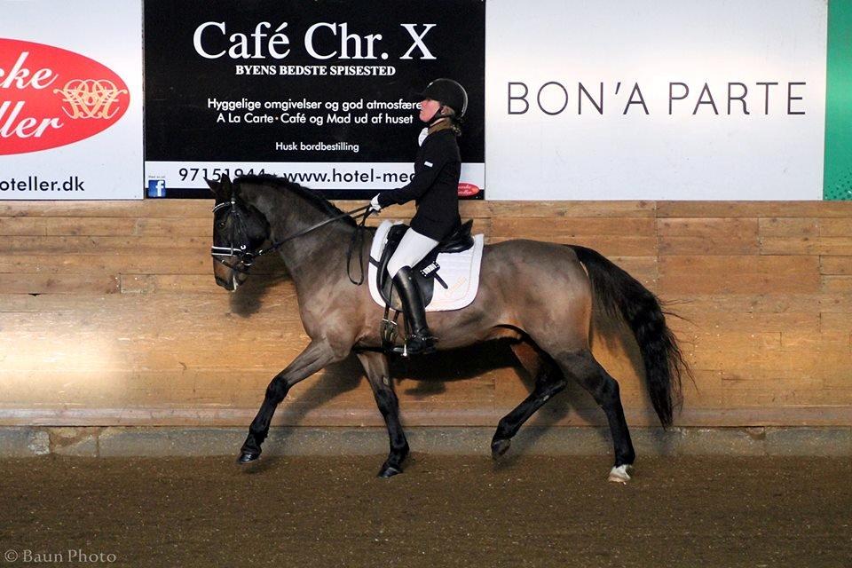 Tysk Sportspony Caruso - min pony! B -pony billede 8