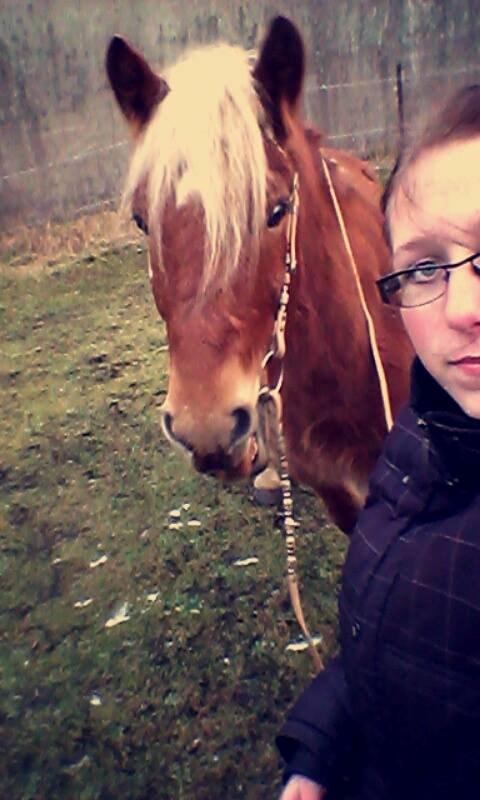 Haflinger Højemindes Stjerne billede 7