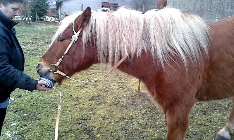 Haflinger Højemindes Stjerne billede 8
