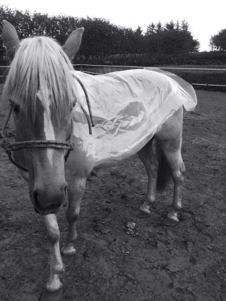 Haflinger Storm fra ugilt billede 11