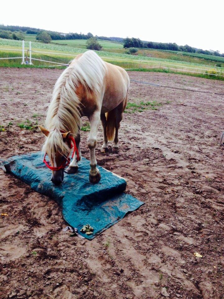 Haflinger Storm fra ugilt billede 10