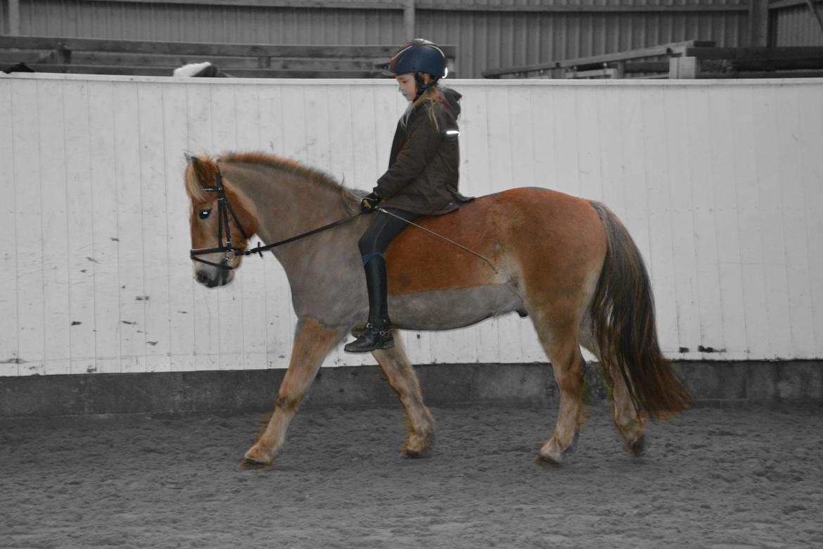 Anden særlig race Min part Pakko(-: billede 15