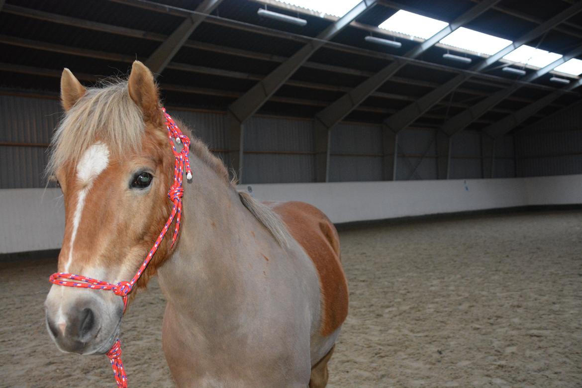 Anden særlig race Min part Pakko(-: billede 17