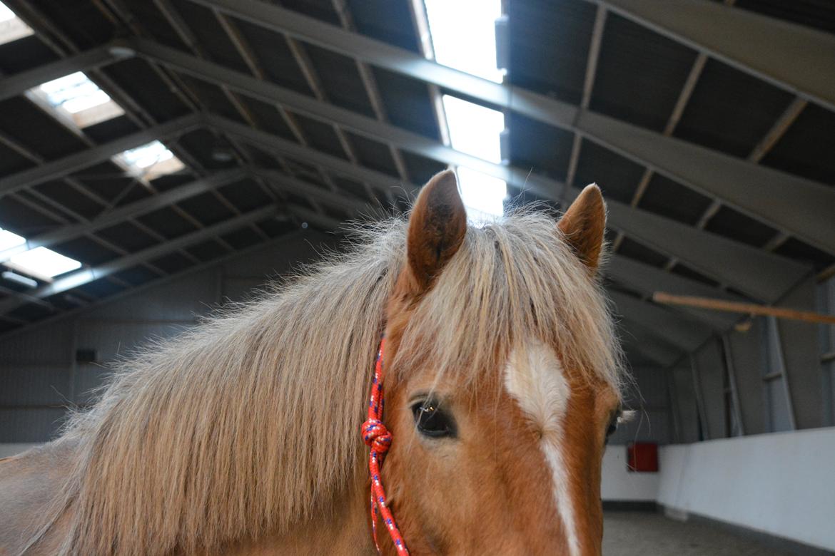 Anden særlig race Min part Pakko(-: billede 18