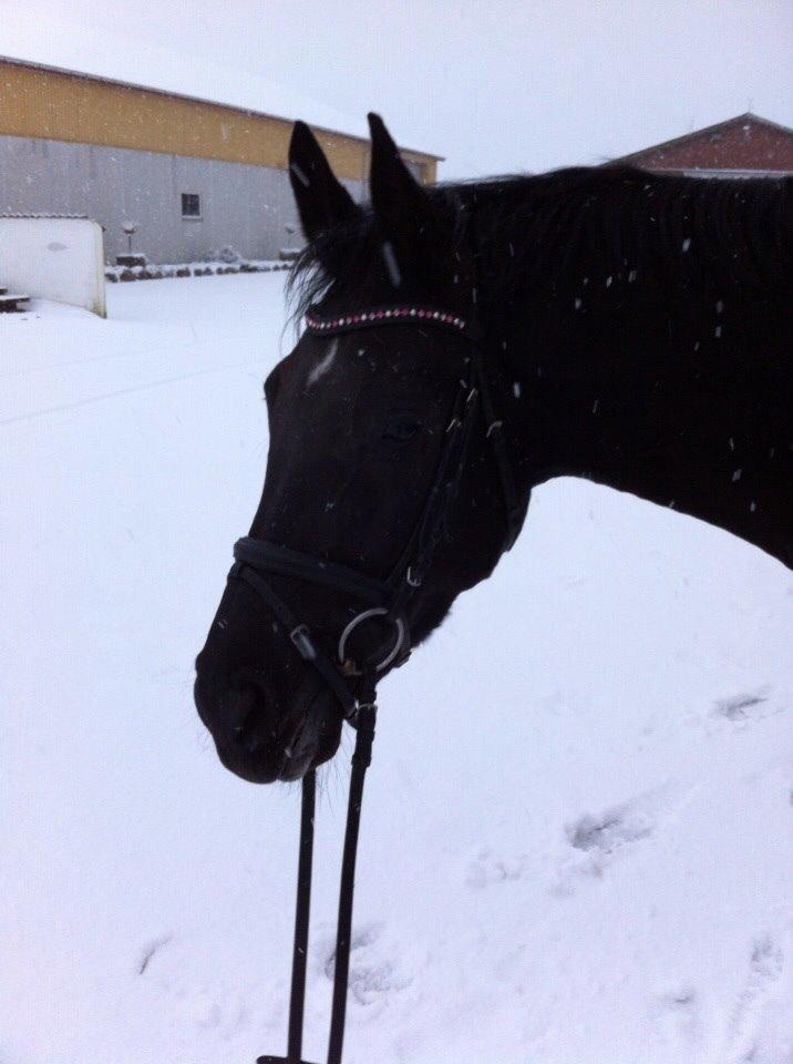 Dansk Varmblod Princess di-grea billede 5