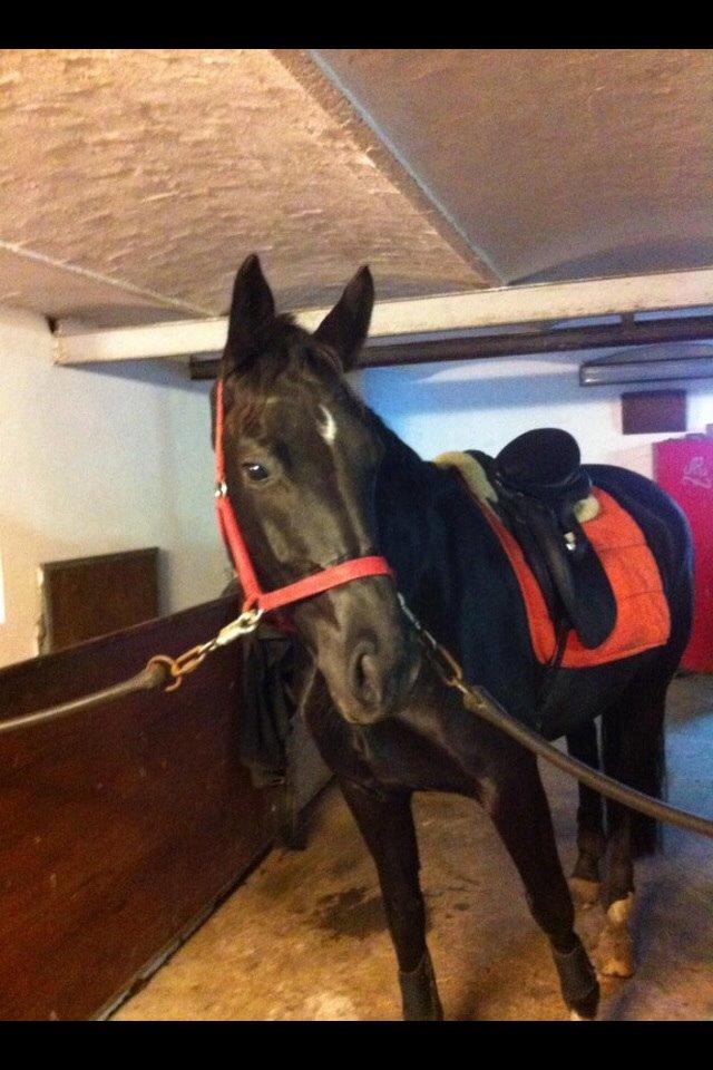 Dansk Varmblod Princess di-grea billede 3