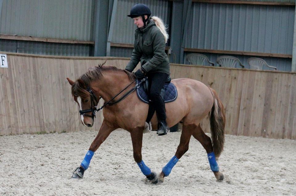 Anden særlig race Cavallo billede 2