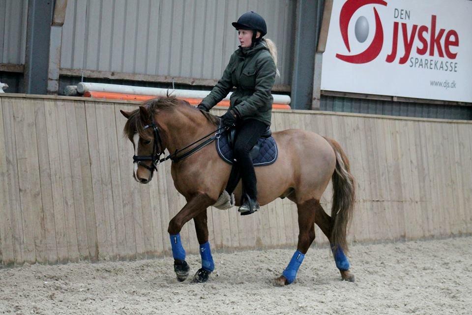 Anden særlig race Cavallo billede 13