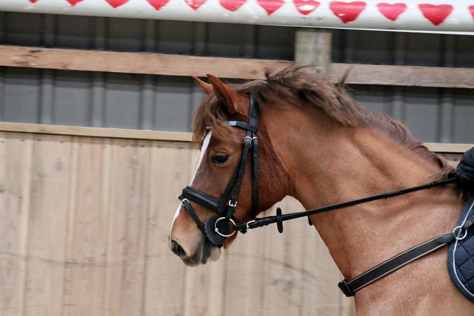 Anden særlig race Cavallo billede 20