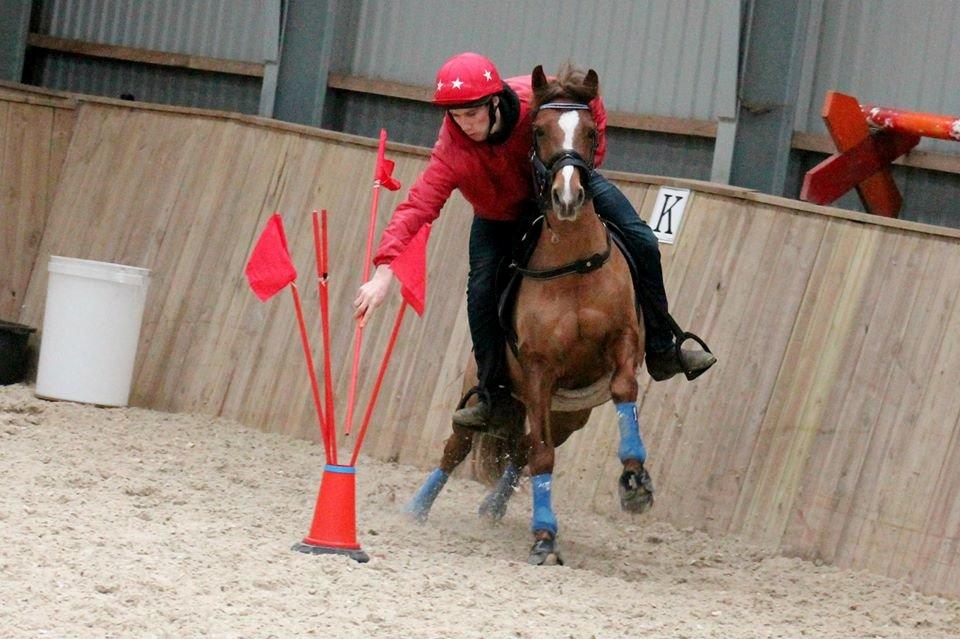 Anden særlig race Cavallo billede 8