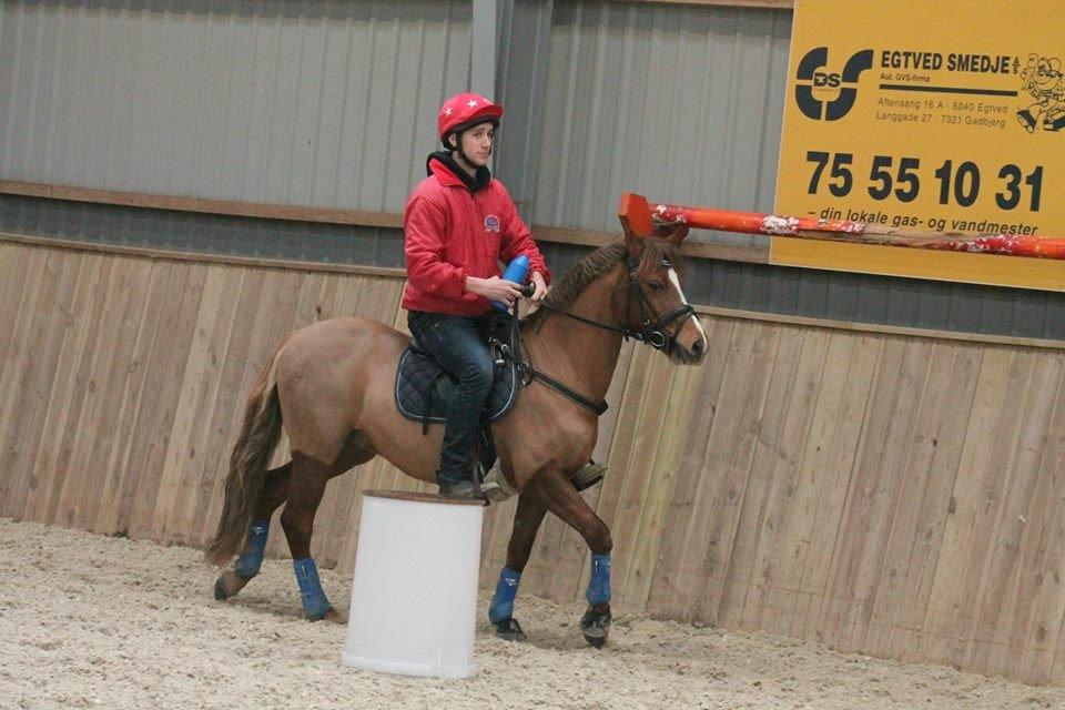 Anden særlig race Cavallo billede 18