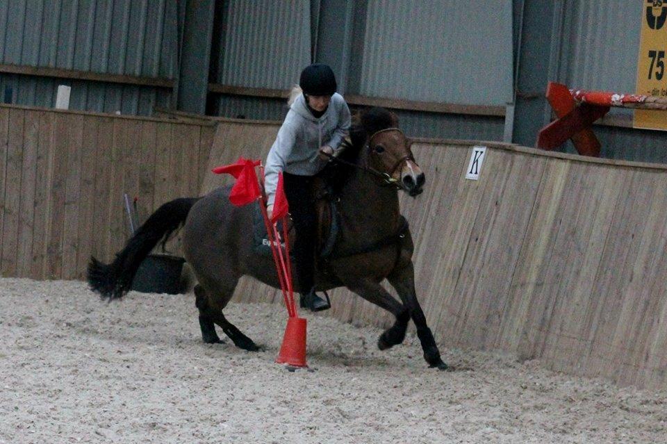 Hollandsk Sportspony Jasmijn billede 1
