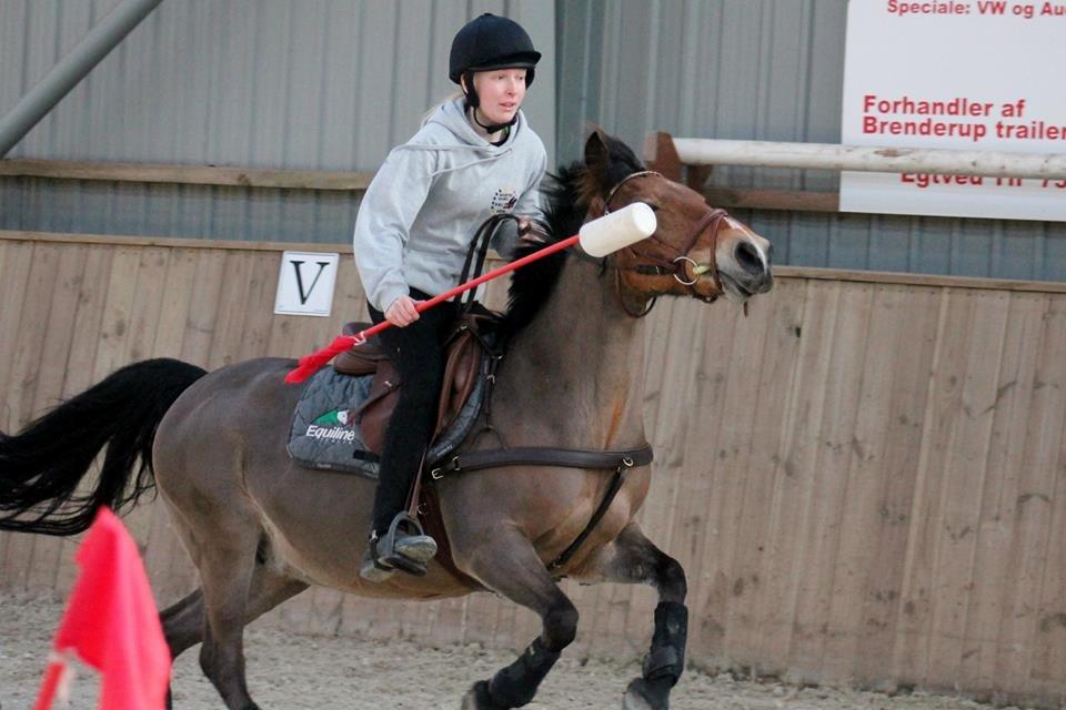 Hollandsk Sportspony Jasmijn billede 26
