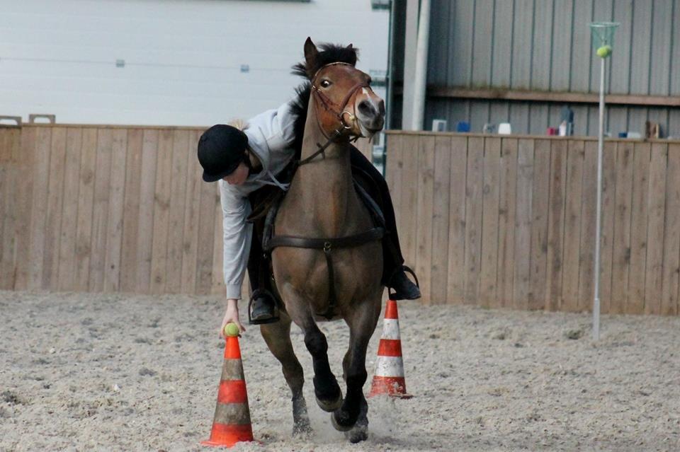 Hollandsk Sportspony Jasmijn billede 34
