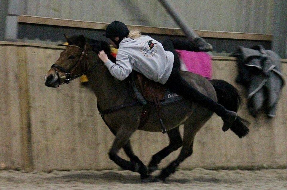 Hollandsk Sportspony Jasmijn billede 14