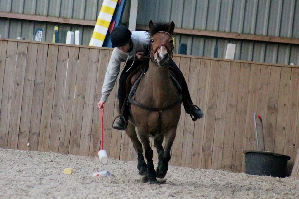 Hollandsk Sportspony Jasmijn billede 43