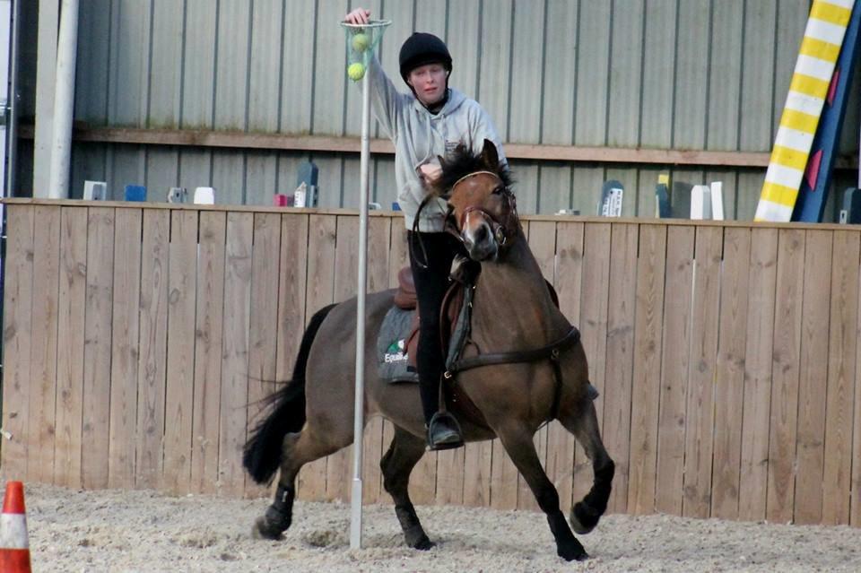 Hollandsk Sportspony Jasmijn billede 30