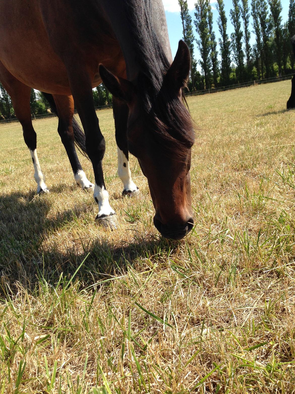 Anden særlig race § Flicka billede 6