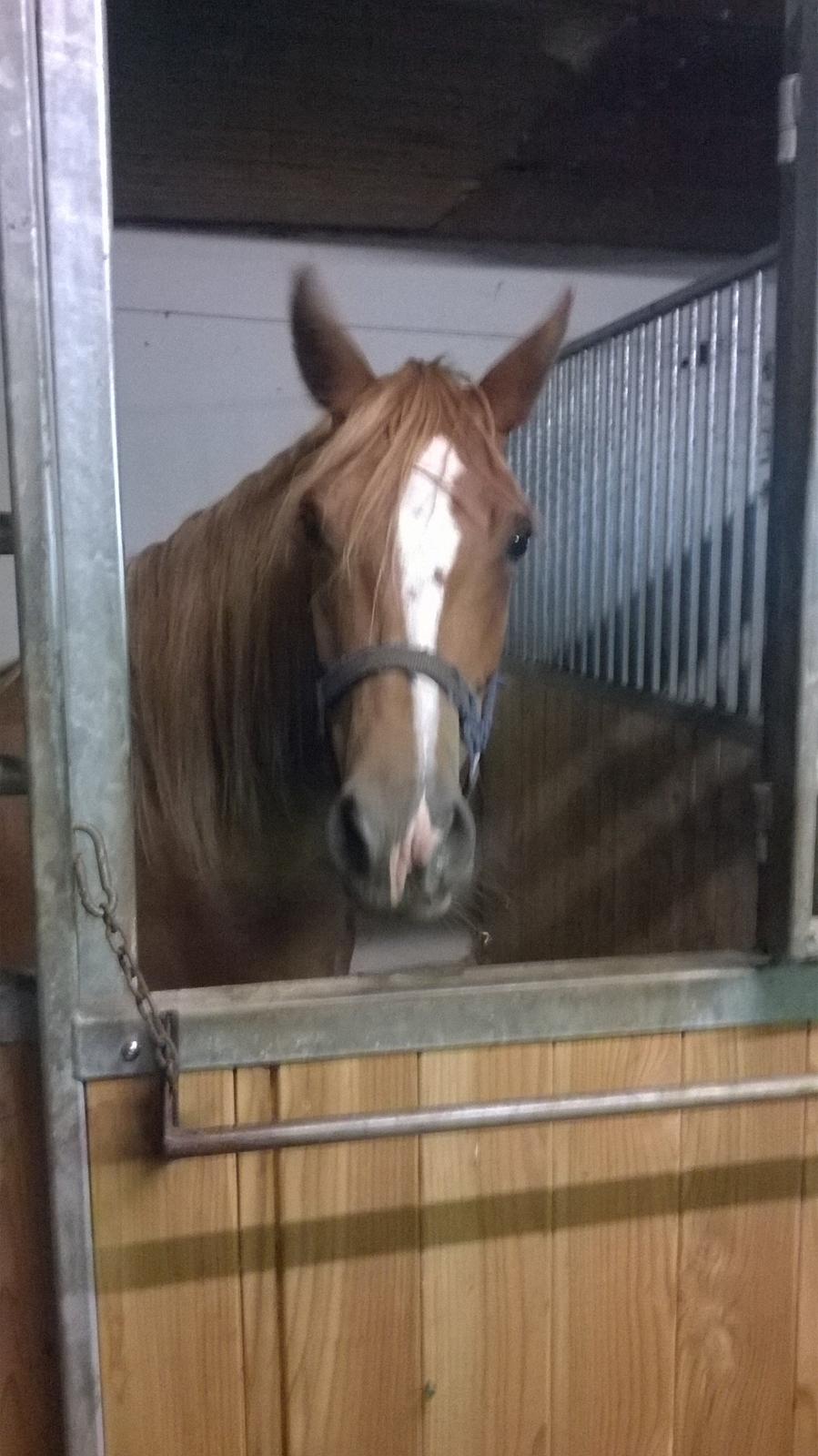 DSP Rugholms Stella billede 2