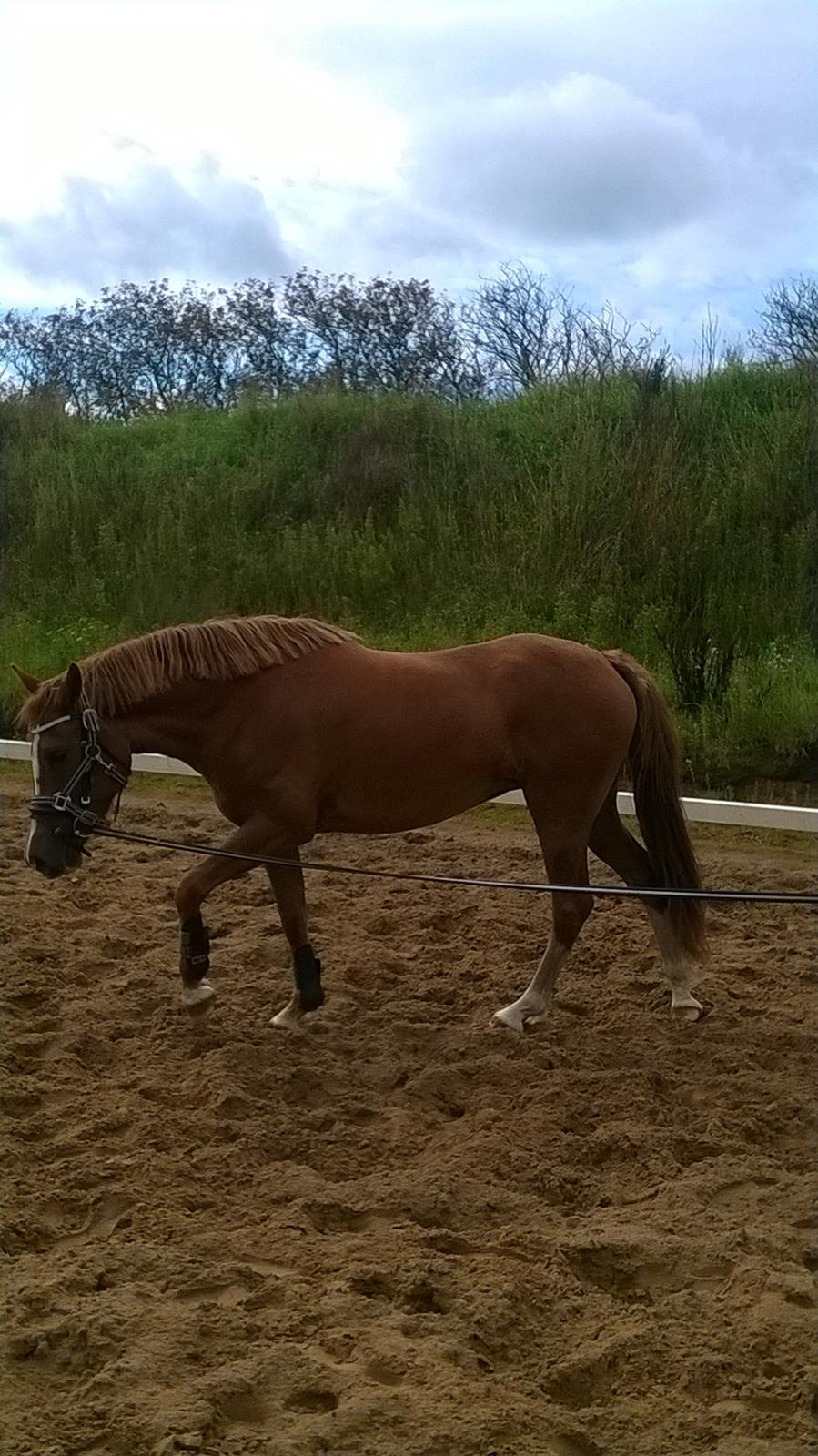 DSP Rugholms Stella billede 6