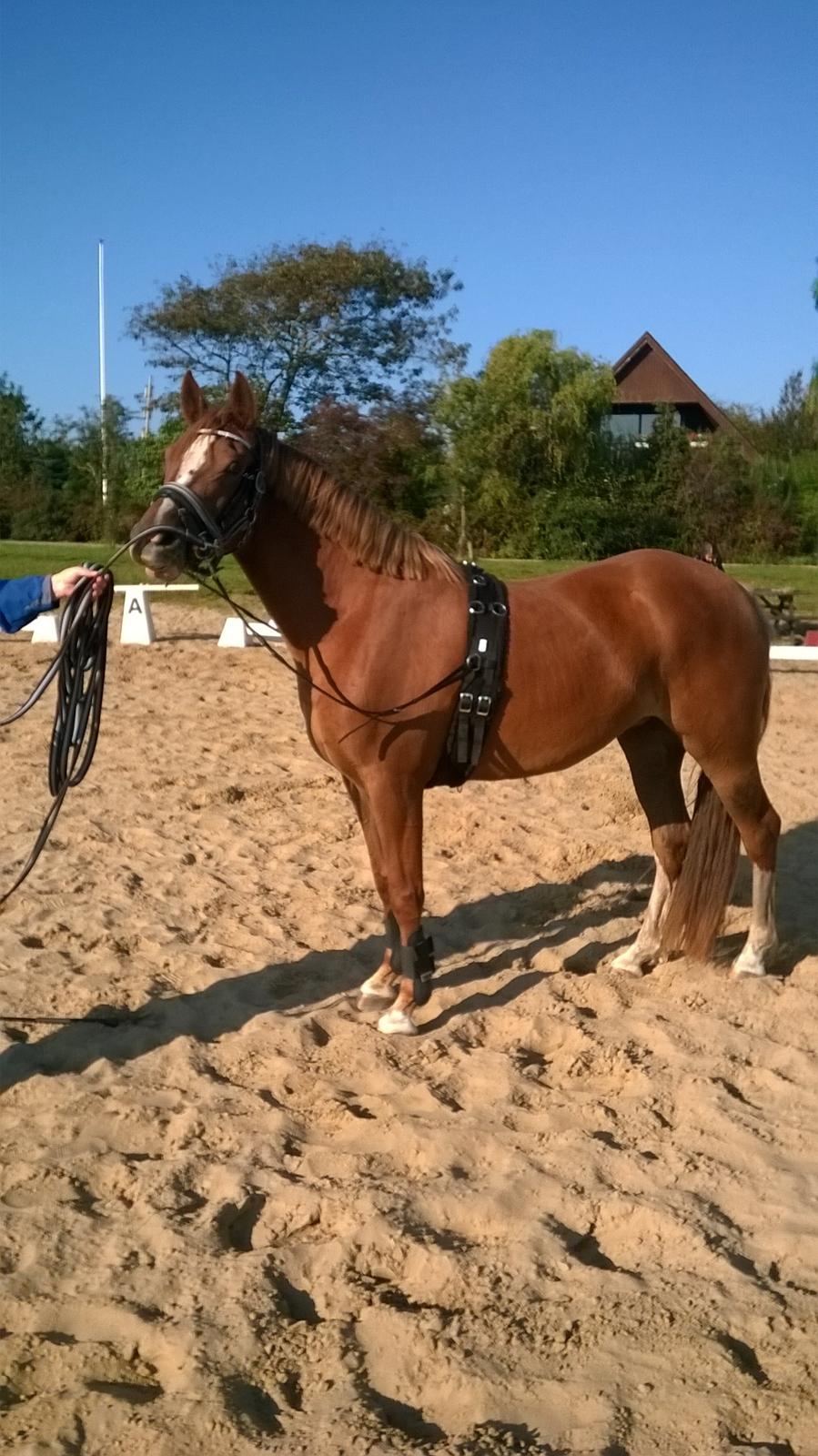 DSP Rugholms Stella billede 7